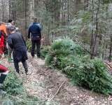 Trei brașoveni, prinși de jandarmi la tăiat de brazi, în Cheia