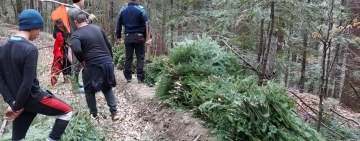 Trei brașoveni, prinși de jandarmi la tăiat de brazi, în Cheia