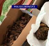 Percheziții în Prahova într-un dosar de comerț ilegal de tutun, prin curierat și servicii poștale