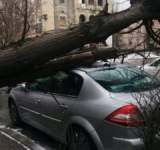 Un copac a căzut peste două mașini parcate în Parcul Industrial Ploiești 