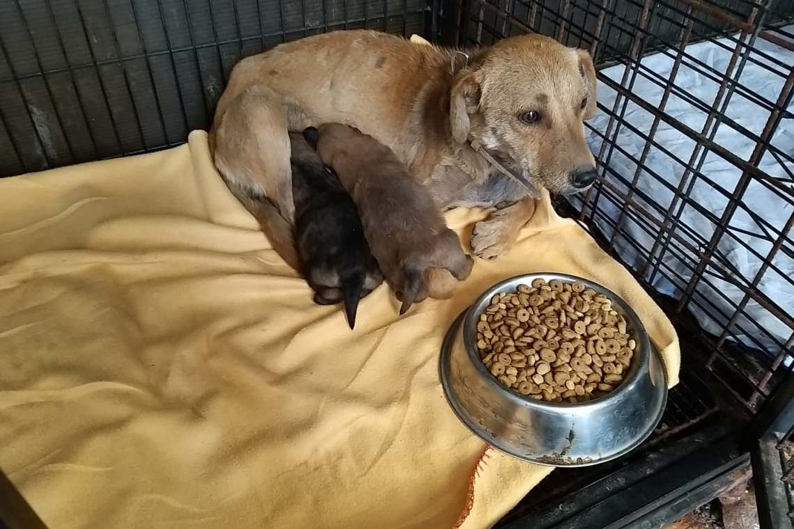 Nouă câini neîngrijiți din comuna Drăgănești au ajuns la adăpostul de la Bucov