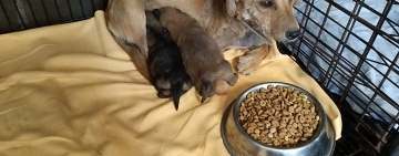 Nouă câini neîngrijiți din comuna Drăgănești au ajuns la adăpostul de la Bucov