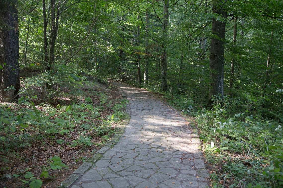 Săptămâna viitoare, la Sinaia, pe traseul Aleii Peleșului vor fi plantați 100 de puieți de brad, în onoarea Regelui Mihai