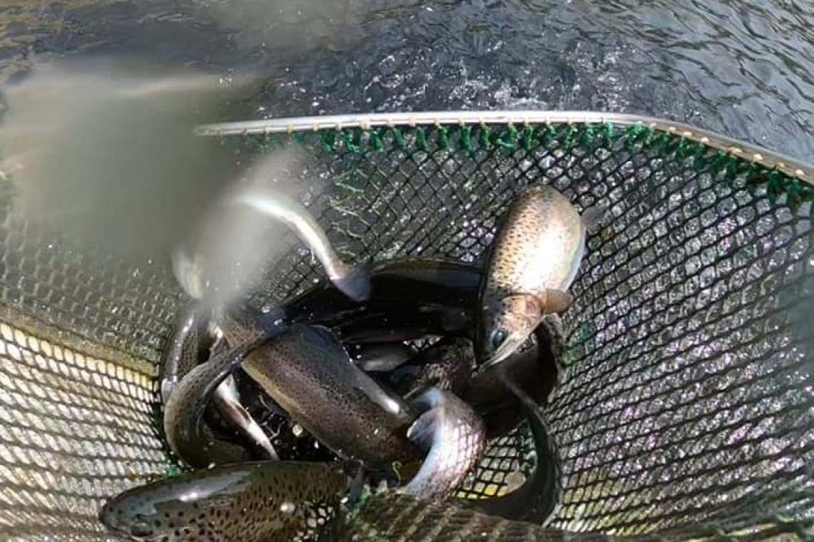 Păstrăvii crescuți la Moara Domnească, o sursă de hrană sănătoasă, de Omega 3 și nutrienți