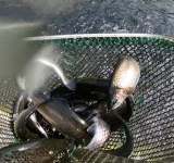 Păstrăvii crescuți la Moara Domnească, o sursă de hrană sănătoasă, de Omega 3 și nutrienți