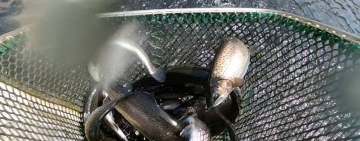 Păstrăvii crescuți la Moara Domnească, o sursă de hrană sănătoasă, de Omega 3 și nutrienți