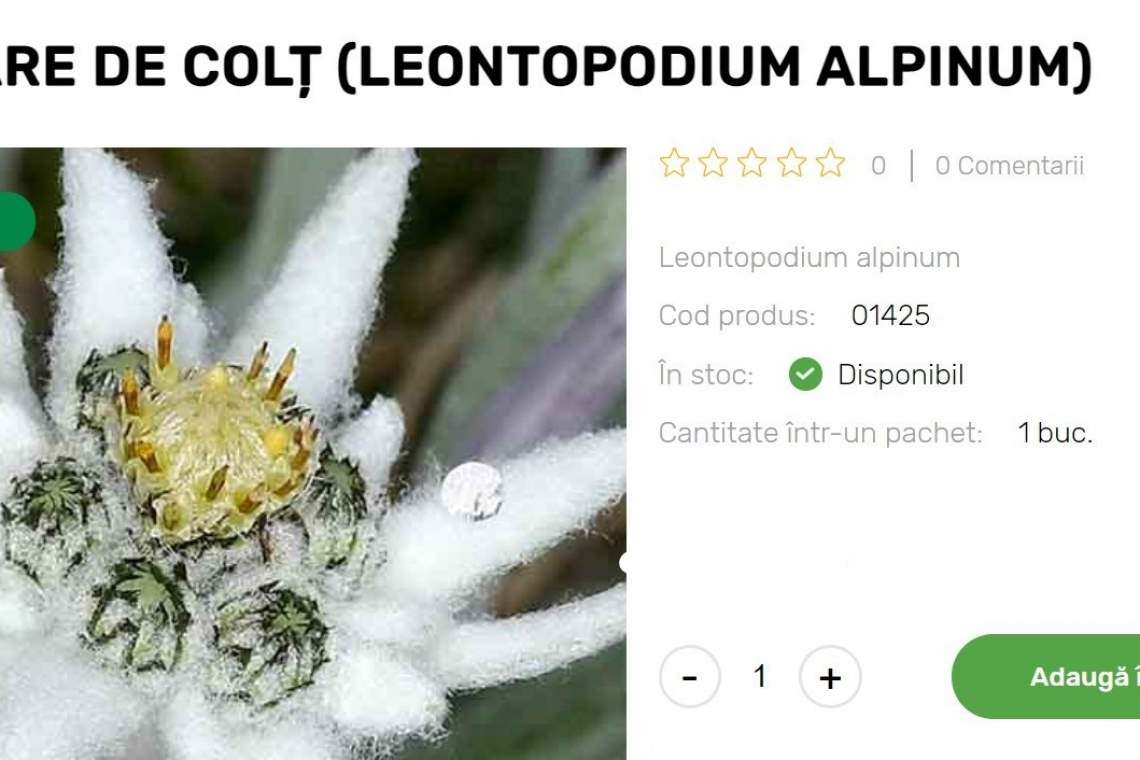 Cât costă o floare de colț în magazinele online și cum poate fi plantată în grădina proprie