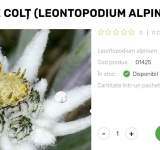 Cât costă o floare de colț în magazinele online și cum poate fi plantată în grădina proprie