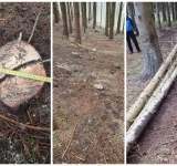 Prins de jandarmi în timp ce tăia ilegal arbori, la Schiulești