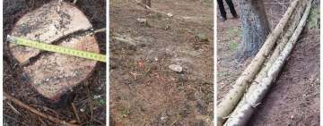 Prins de jandarmi în timp ce tăia ilegal arbori, la Schiulești