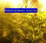 Cannabis cultivat în Satu Mare, comercializat în Prahova. Un bărbat a fost reținut