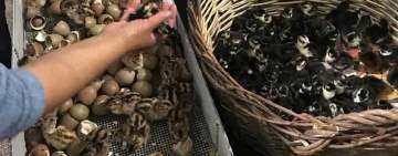 Fazaneria de la Gherghița are o nouă generație de pui, abia ieșiți din ou