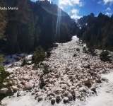 O avalanșă a măturat Valea Urzicii din Bucegi!