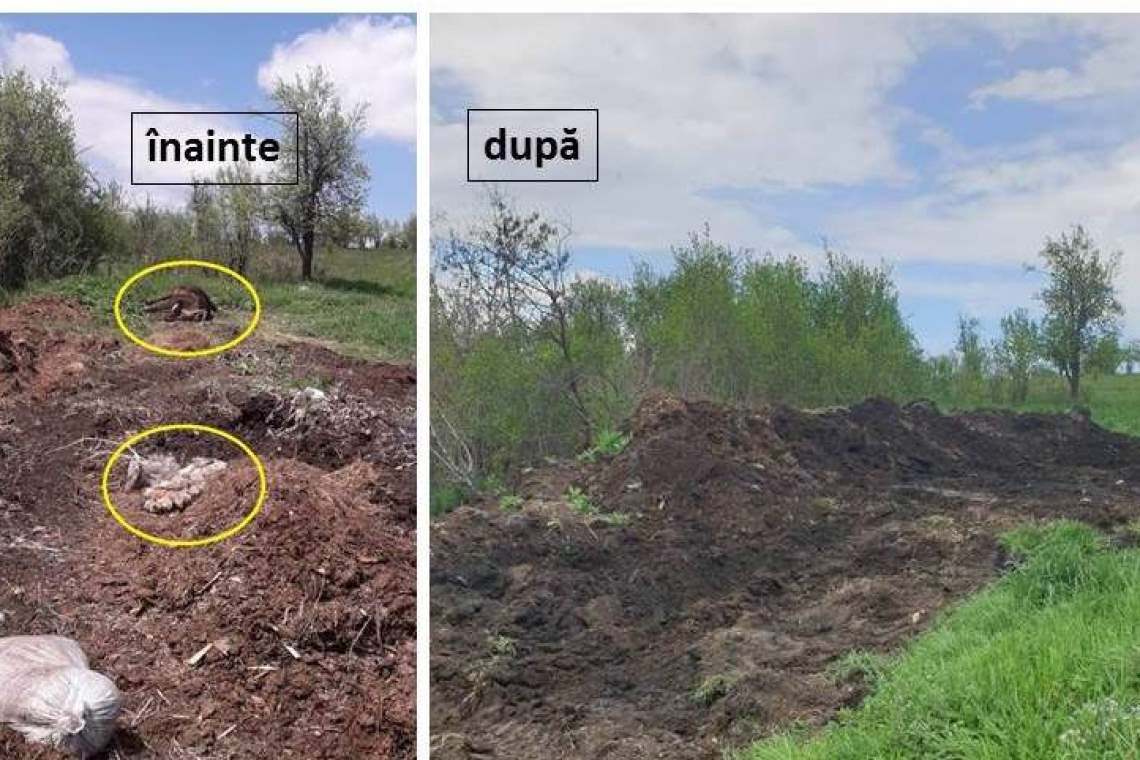 Cadavre de animale, lăsate la fezandat, la soare! Focar de infecție la Drajna!