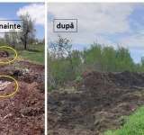 Cadavre de animale, lăsate la fezandat, la soare! Focar de infecție la Drajna!