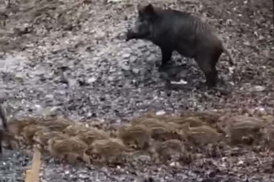 Mistreții cu pui și urșii, vizitatori constanți pe străzile din Sinaia, zi și noapte - VIDEO