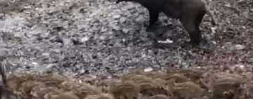 Mistreții cu pui și urșii, vizitatori constanți pe străzile din Sinaia, zi și noapte - VIDEO