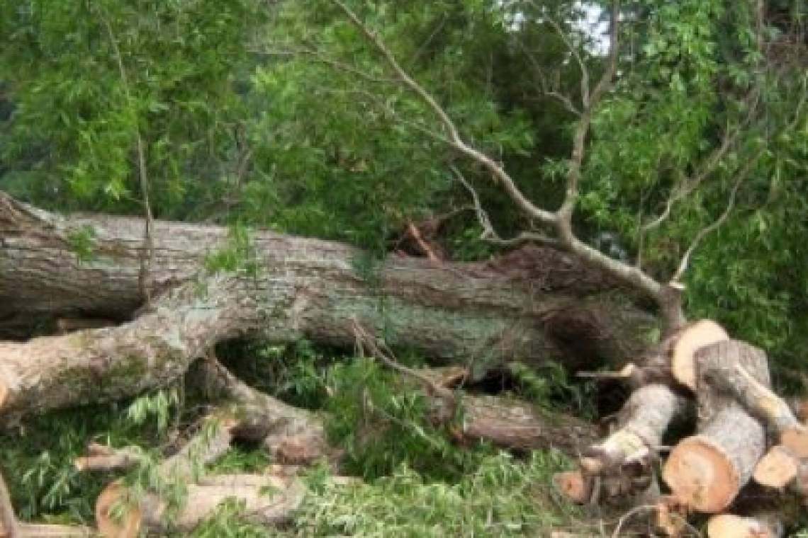 Un bărbat a murit strivit de mai mulți copaci, în comuna Lapoș