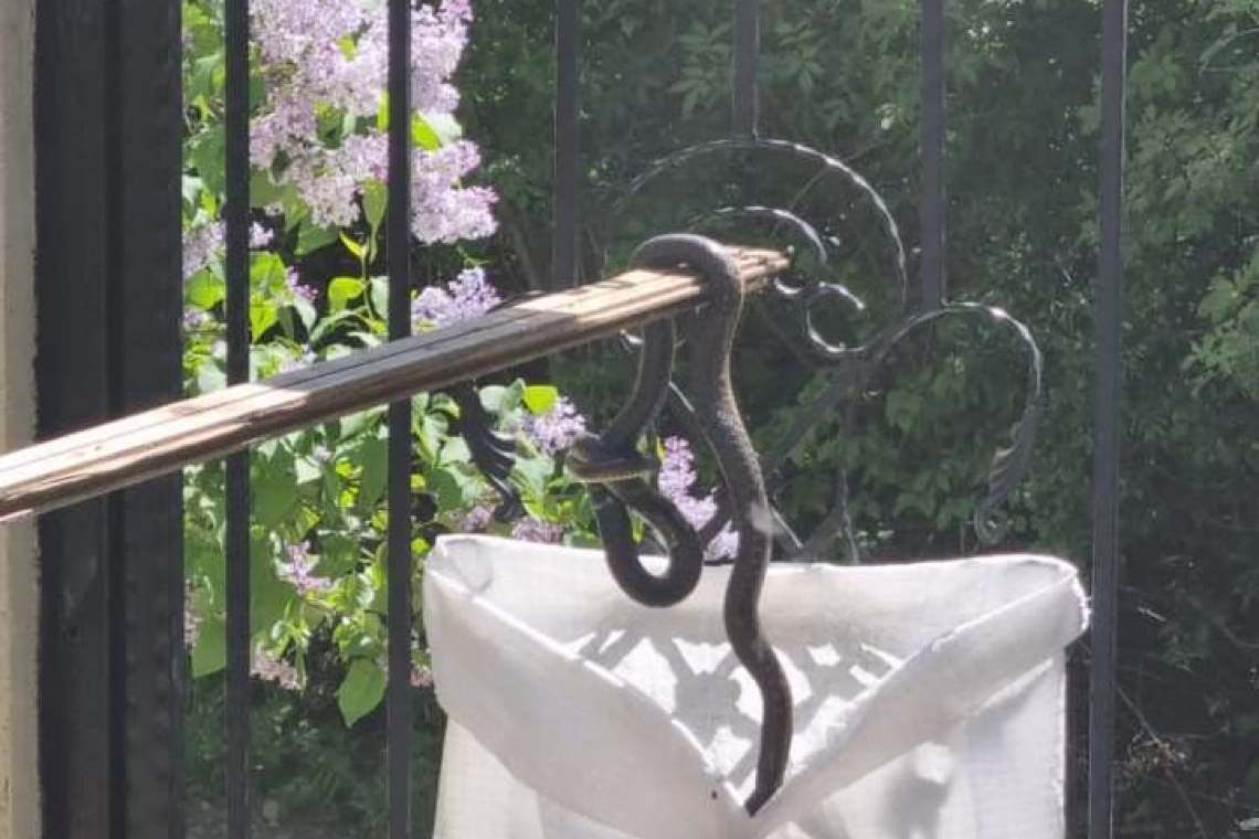 Jandarmii i-au scăpat pe prahoveni și de șerpii din apropierea locuințelor, în weekend