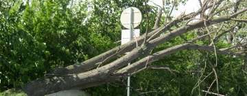 Vântul puternic a prăvălit copaci și un stâlp de curent electric, în Prahova. 17 trenuri au avut întârzieri pe ruta Ploiești-București