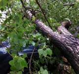 Un copac a căzut peste o mașină, pe strada Andrei Mureșanu, din Ploiești