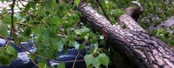 Un copac a căzut peste o mașină, pe strada Andrei Mureșanu, din Ploiești