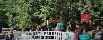 Dispută între Agent Green și Romsilva pentru o exploatare forestieră de la Bușteni