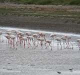 Zeci de flamingo roz în Rezervația Deltei Dunării