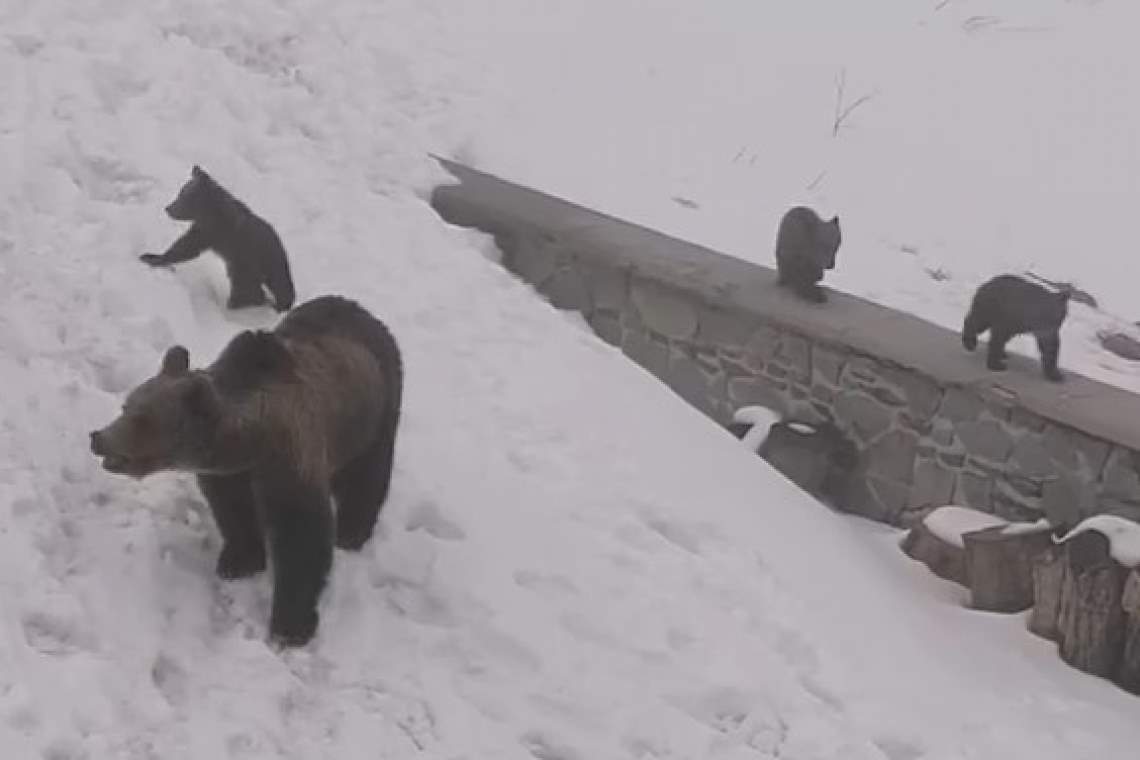 Patru urși, într-o vizită matinală, la Salvamont Bâlea Lac - video