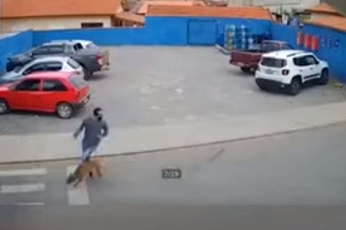 Câinele vitezoman care a accidentat un bărbat pe trecerea de pietoni, viral pe internet