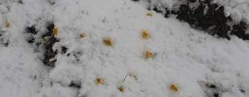Strat proaspăt de zăpadă la munte, în Bucegi. Ninsoare la mijloc de iunie - video