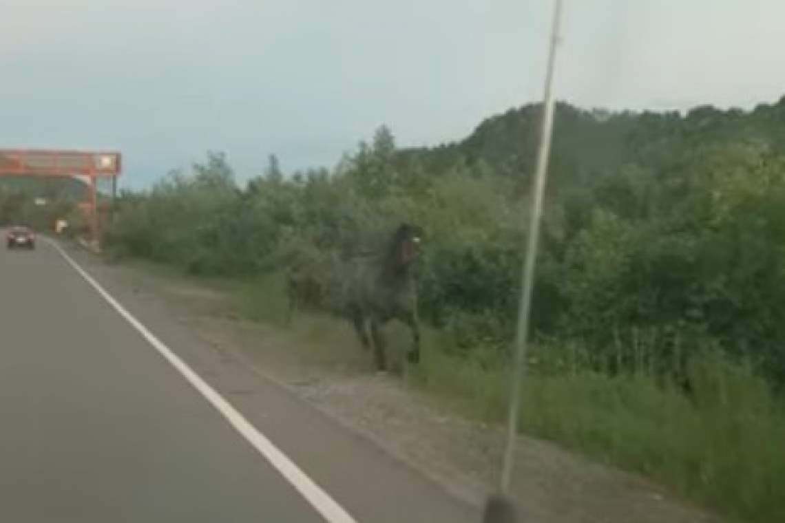 Ce pericole mai apar pe șosele? Cal, la trap, pe marginea DN1! - video