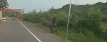 Ce pericole mai apar pe șosele? Cal, la trap, pe marginea DN1! - video