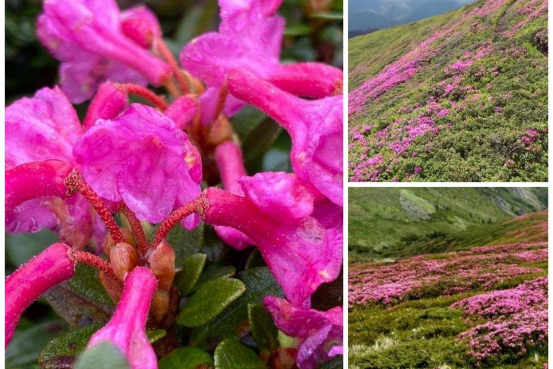 A început spectacolul naturii în Ciucaș. Au înflorit bujorii de munte! 