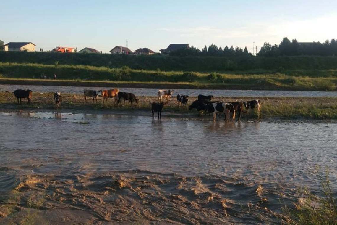 Intervenție finalizată. Cele 65 de vite din cireadă au fost salvate