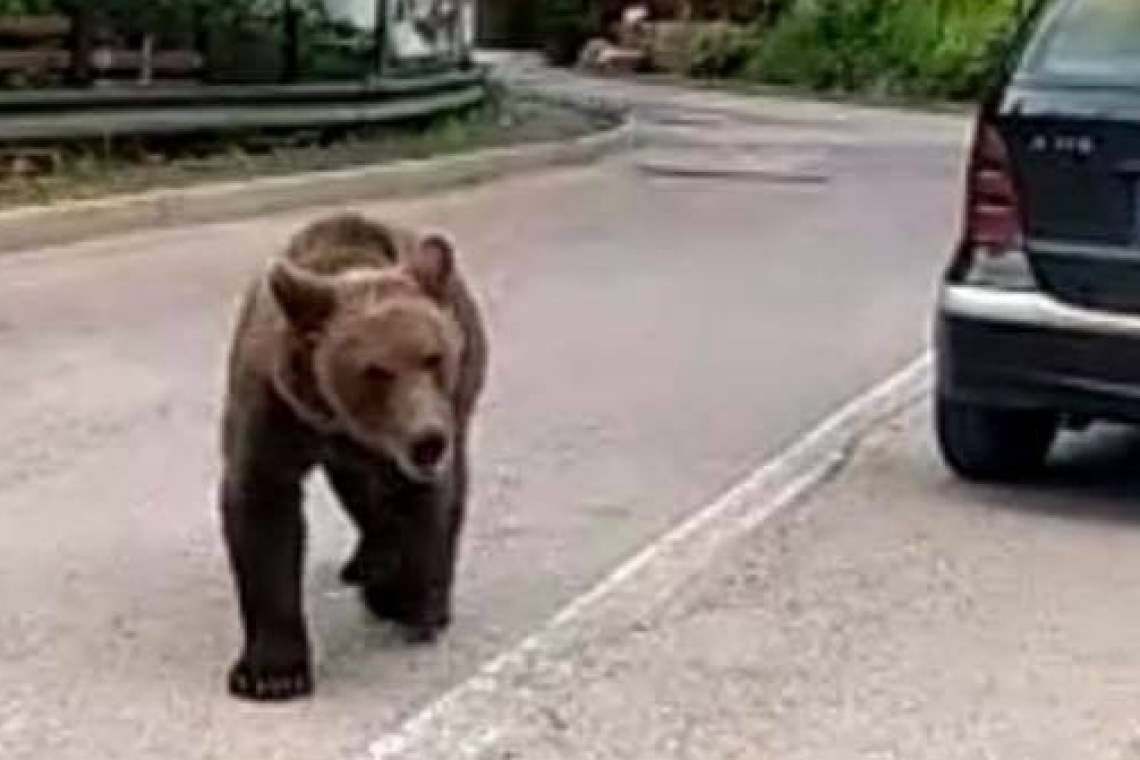 Un agent al Direcției Județene de Pază a ajutat o tânără urmărită de un urs, în Sinaia