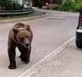 Un agent al Direcției Județene de Pază a ajutat o tânără urmărită de un urs, în Sinaia