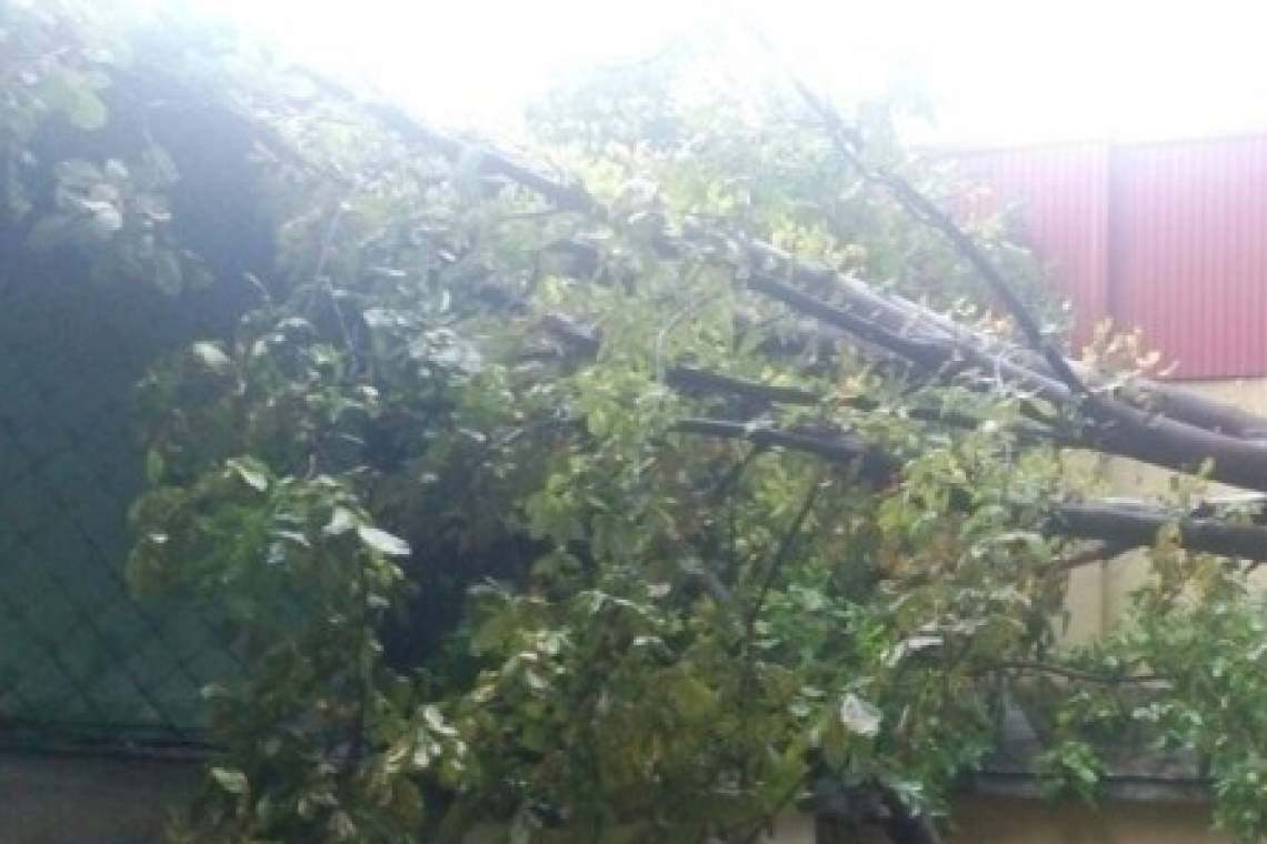 Un copac a căzut peste o casă din Provița de Sus, locuințe inundate în alte localități din Prahova