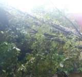 Un copac a căzut peste o casă din Provița de Sus, locuințe inundate în alte localități din Prahova