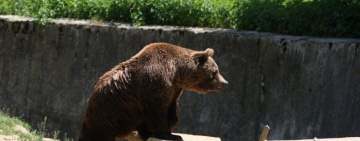 Mesaj RO-ALERT/ Urs prezent în zona Castelului Peleș