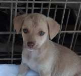 Vrei să adopți un cățel? Află cum îi poți face viața mai bună unui animăluț abandonat!