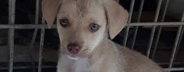 Vrei să adopți un cățel? Află cum îi poți face viața mai bună unui animăluț abandonat!