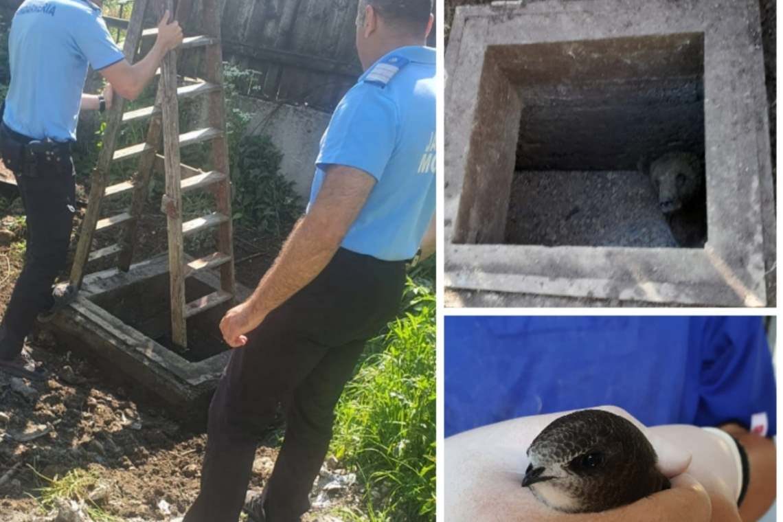 Un urs căzut într-o fosă septică a fost salvat de jandarmi, la Sinaia