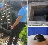 Un urs căzut într-o fosă septică a fost salvat de jandarmi, la Sinaia