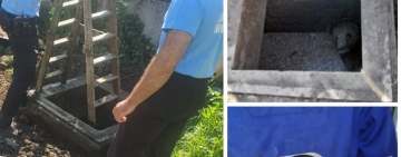 Un urs căzut într-o fosă septică a fost salvat de jandarmi, la Sinaia