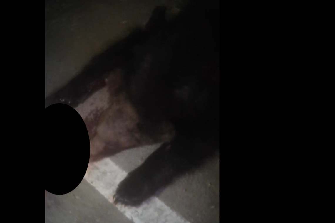 Urs lovit mortal de mașină, pe DN1, la câțiva kilometri de Ploiești! Ce spune Poliția despre accident