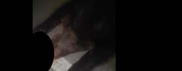 Urs lovit mortal de mașină, pe DN1, la câțiva kilometri de Ploiești! Ce spune Poliția despre accident
