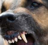 Proprietarul unui câine agresiv, din Măneciu, s-a ales cu dosar penal, după ce animalul a mușcat un vecin
