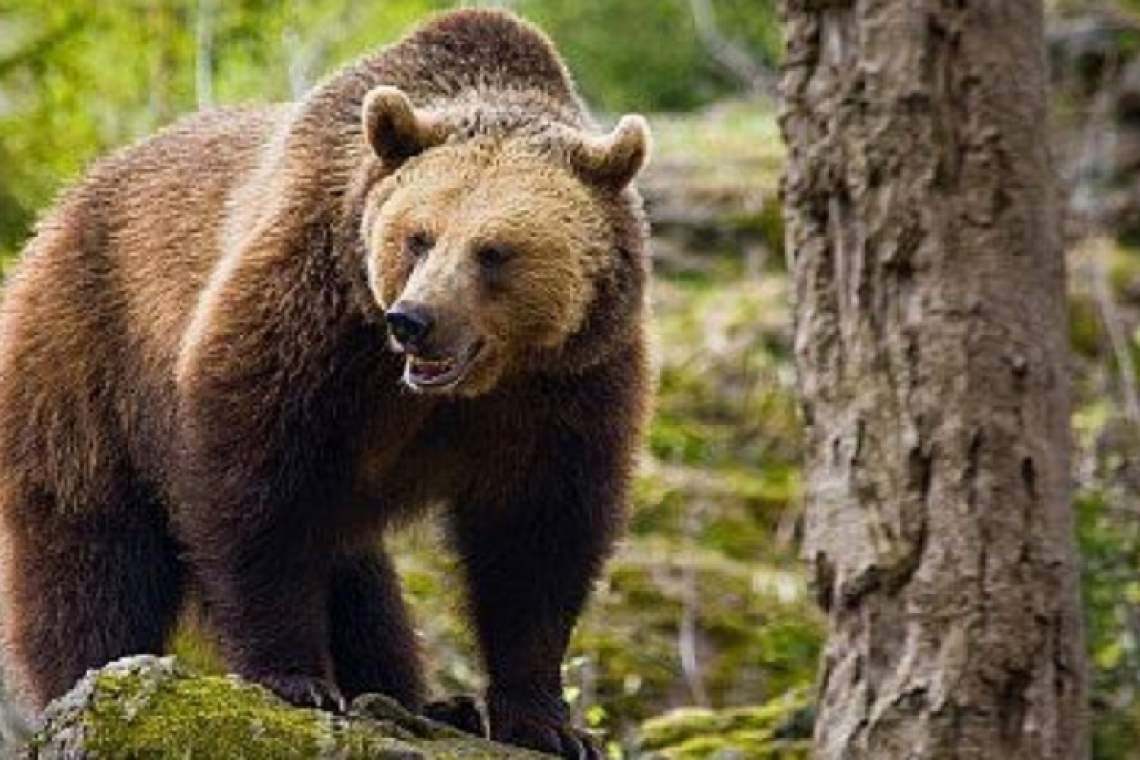 Un cioban din Măneciu a fost atacat de urs. Cum a reușit să scape aproape nevătămat