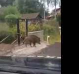 Video/ Mistreți, alungați de jandarmi de pe străzile din Sinaia